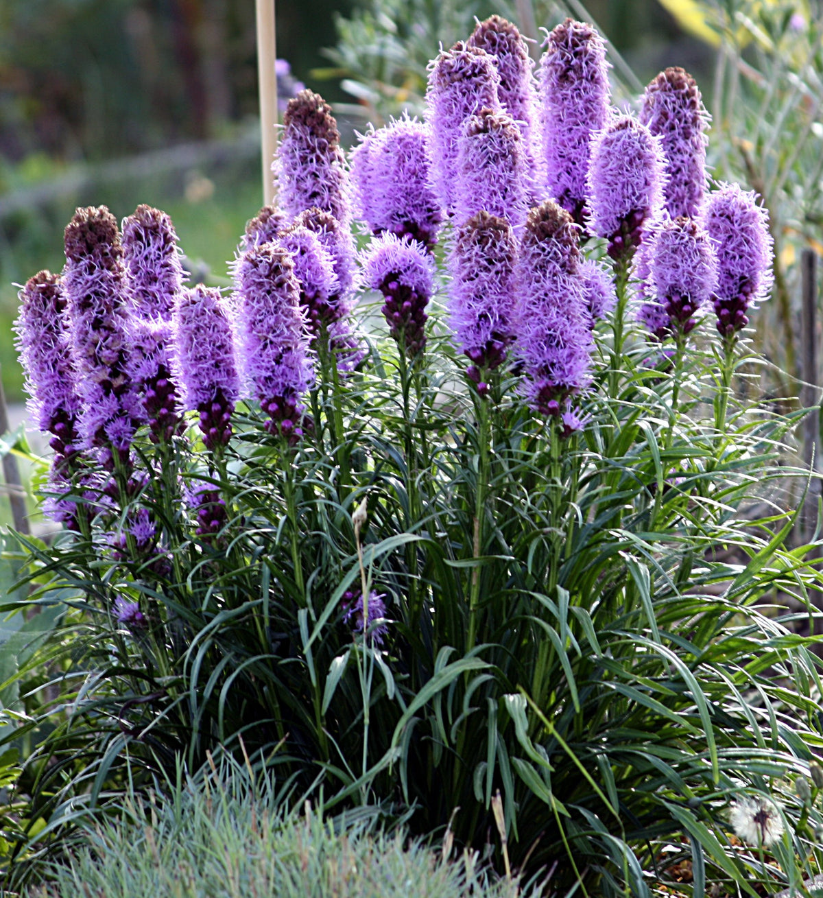 Purple Blazing Star (Liatris spicata) flowering bulbs
