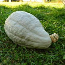 Blue Hubbard Pumpkin Seeds valued by growers for vegetable Fall Harvest