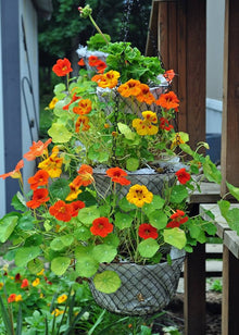 Nasturtium Seeds for gardeners building out beds and borders