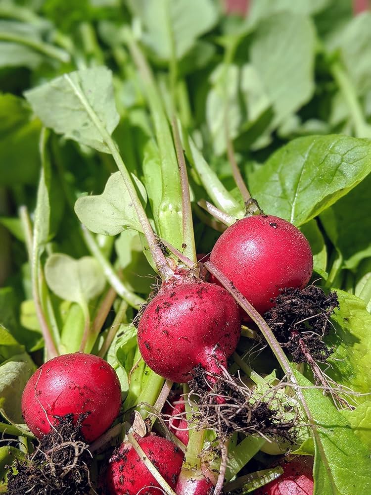 Easter Egg Radishes Vegetable Seeds