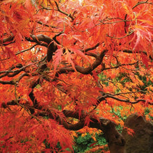 Mini Chinese Redwood Tree Seeds for a lasting addition to the landscape