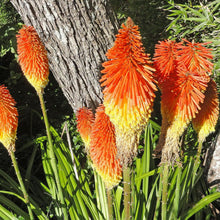 Red Hot Poker Seeds for a bright addition to the Bulk Garden Borders