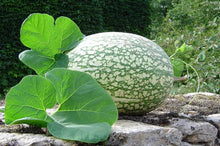 Shark Fin Melon Cucumis melo for planting in vegetable patch