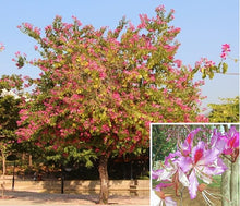 Orchid Flower Tree Seeds (Orchidaceae spp.) for long-term planting in the Tropical Garden & Home