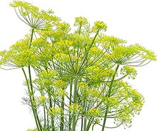 Dill flower bouquet culinary ornamental seeds