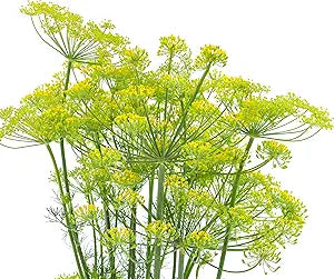 Dill flower bouquet culinary ornamental seeds