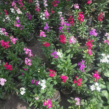 Sera Stock Matthiola Hot Cakes Seeds prized for colorful, Fragrant Blooms