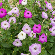 Petunia Petunia Hybrida Climbing Mixed Color Seeds for trellises and fences in the Pots