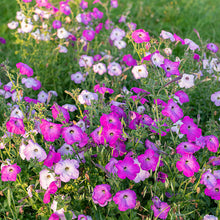 Petunia Petunia Hybrida Climbing Mixed Color Seeds for trellises and fences in the Pots