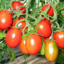 Purple (Calabash Tomato Solanum lycopersicum black heirloom vegetable) for planting in garden