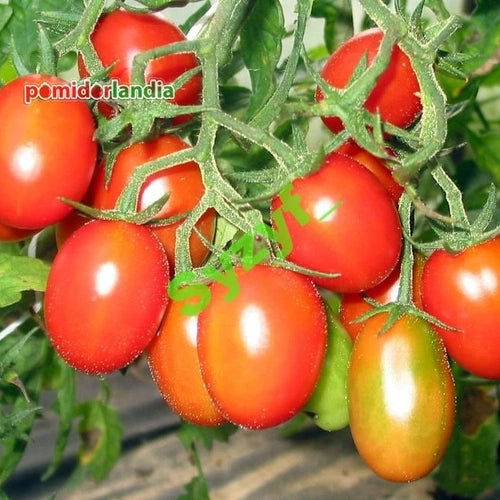 Yellow (Plum Tomato Solanum lycopersicum fruit vegetable) for planting in garden