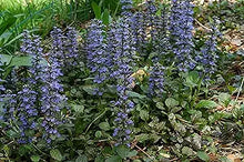 Ajuga Reptans Seeds for seasonal color across the Ground Cover Garden