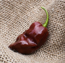 Jamaican Hot Chocolate Habanero Organic Seeds for a colorful addition to any planting