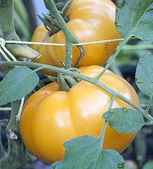 Brandywine Liam's Tomato Seeds (Solanum lycopersicum) for a fresh homegrown crop from the raised garden beds