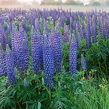 Lupine Lupinus perennis flower seeds for planting in backyard flower beds or ornamental home gardens - for planting in home garden
