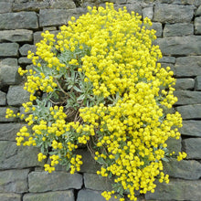 Alyssum Schnell Gold Ground Cover Seeds for gardeners building out beds and borders