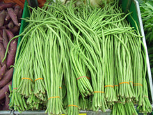 Plant Seeds (Long bean) for productive rows in the kitchen garden trellises or vertical supports