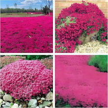 Creeping Thyme or Blue Rock Cress Seeds for cooks growing their own fresh herbs