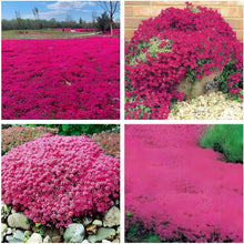 Creeping thyme seeds