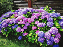 Hydrangea Seeds (Hydrangea spp.) for vertical growth across the Flower Bed & Home Garden
