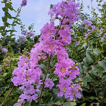 Crepe Myrtle (Lagerstroemia indica) for new season flowering garden use