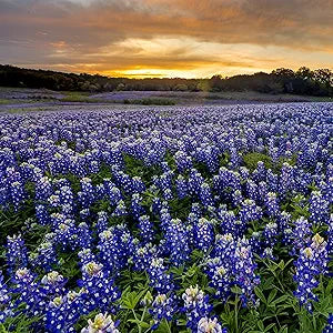 Bluebonnet Lupinus texensis for planting in flower bed
