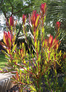 Leucadendron Red Devil Blush Conebush Seeds for seasonal color across the Home Garden, Ornamental Shrubs