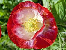 Shirley Single Petal Poppy Seeds (Papaver rhoeas) for colorful blooms in the wild garden beds and natural planting