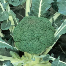 Premium Crop F Hybrid Broccoli Seeds (Brassica oleracea) for a reliable harvest in the Urban Garden