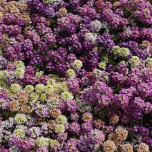 Alyssum Paletta Mix (Lobularia maritima) for planting in flower bed