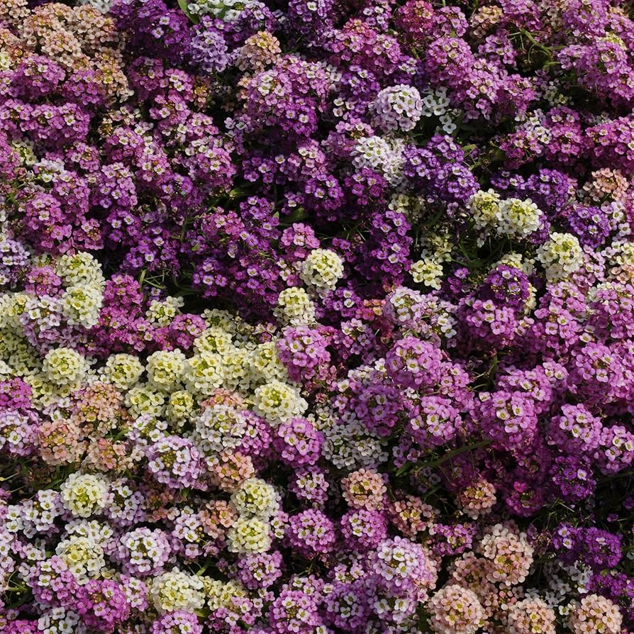 Alyssum Paletta Mix (Lobularia maritima) for planting in flower bed