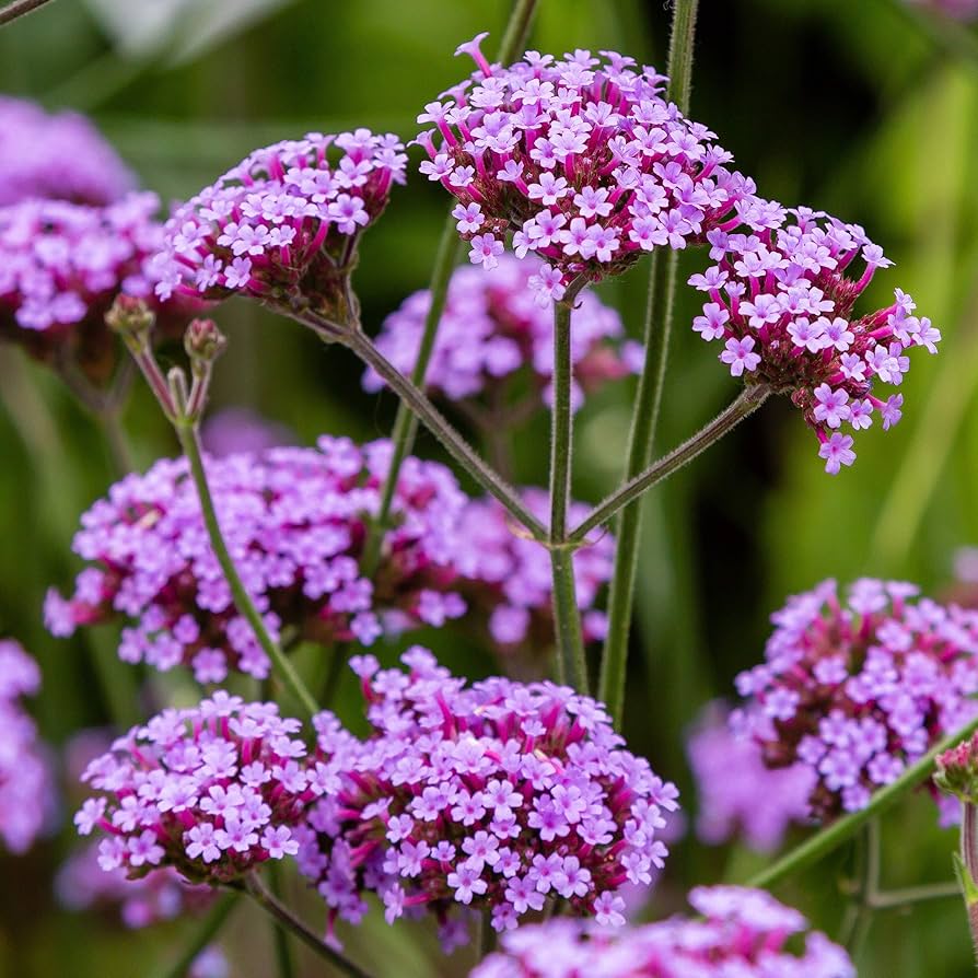 Purpletop Vervain wildflower seeds sprouting into tall, slender stems with clusters of tiny purple flowers that attract butterflies