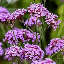 Verbena Verbena Tenuisecta Moss Ground Cover Seeds valued for lawn Edges