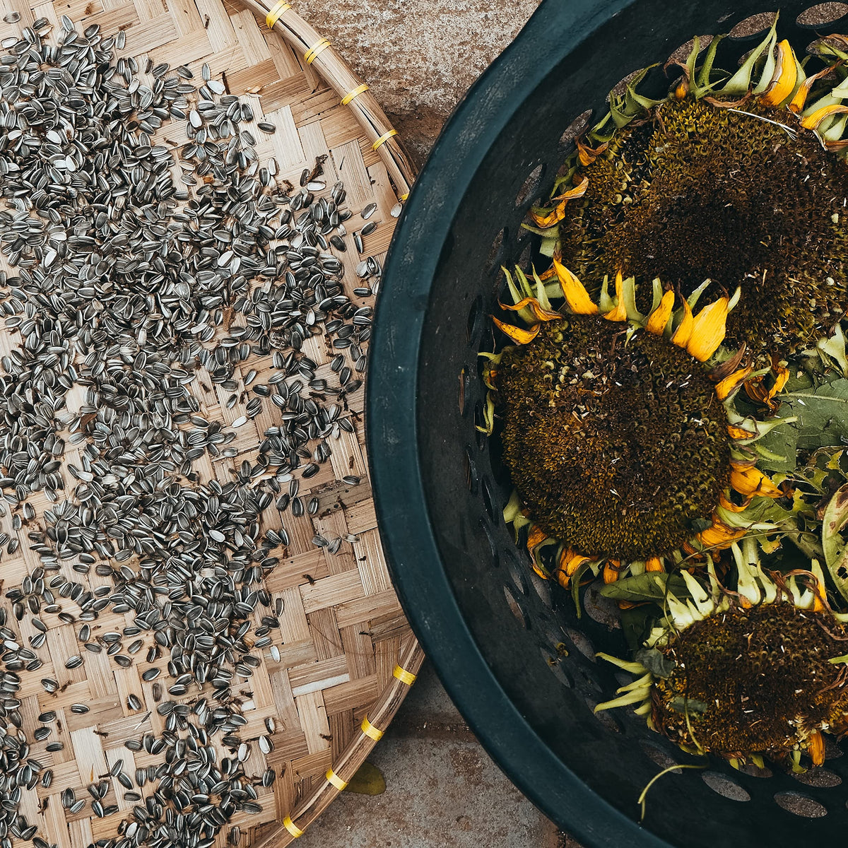 Sunflower Helianthus annuus Hoch flower seeds for planting in backyard gardening or pollinator beds - for planting in home garden