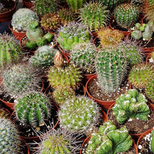 Cactus Mixed species flower Seeds for low-maintenance growing in the indoor pots or desert-themed garden