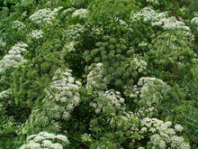 Organic Bishop Seeds for growers seeking a long-blooming display