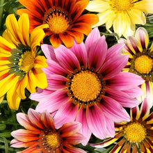 Gazania Seeds (Gazania splendens) for growers filling out the kitchen gardens and containers