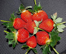 Super Giant Strawberry seeds for large strawberries