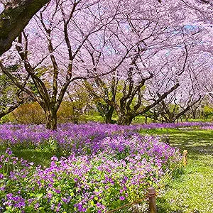 Rocket Hesperis matronalis Dame’s flower seeds for planting in backyard wildflower gardens - for planting in home garden