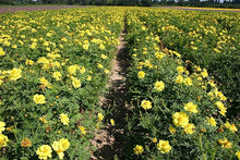 Cosmos Yellow Sunshine Seeds for a bright addition to the flower bed