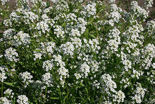 Alyssum Lobularia Maritima Seeds for a lasting display in the Border Pots