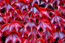 Parthenocissus Tricuspidata climbing seeds