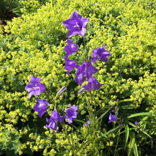 Peachleaf Bellflower Seeds (Campanula persicifolia) for a bright addition to the flower bed yard