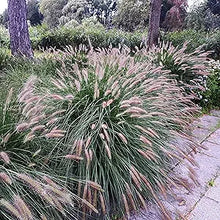 Rainbow Tails Grass ��������� Pennisetum setaceum ��������� for planting in flower pot