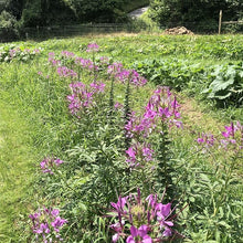 Viola Spider Seeds for reliable seasonal color