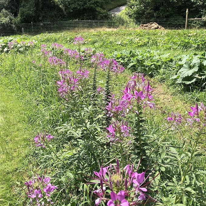 Viola Spider Seeds for reliable seasonal color