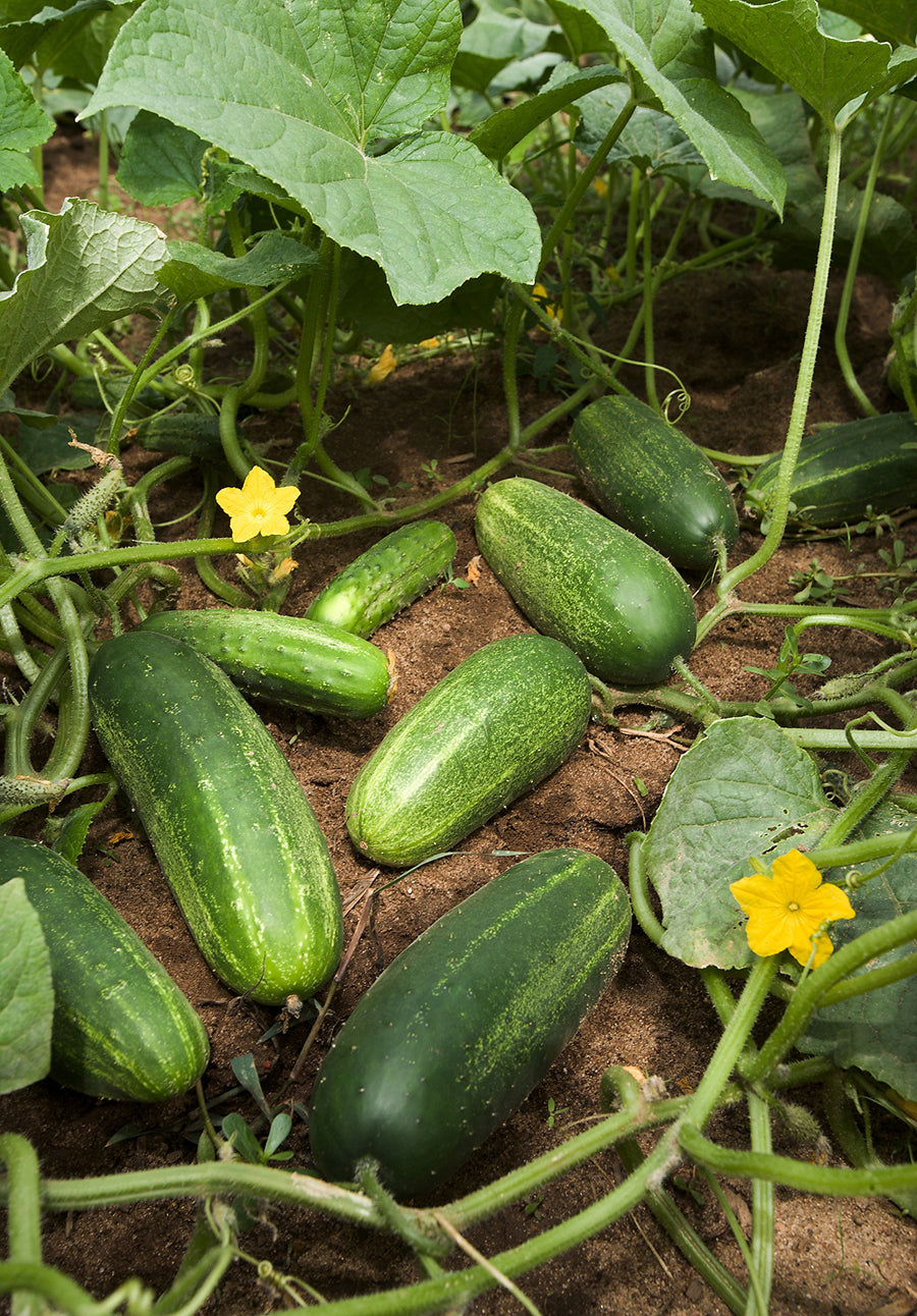 Cucumber ��������� Cucumis sativus ��������� for planting in green vegetable garden