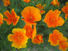 California Poppy Eschscholzia Californica flower Seeds for growers filling out the backyard gardening and flower beds