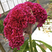 Celosia Crested Cockscomb Mix Seeds for a colorful addition to any planting