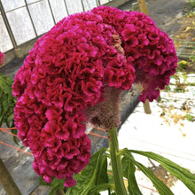 Purple Celosia Seeds (Celosia argentea) for seasonal color across the summer ornamental beds